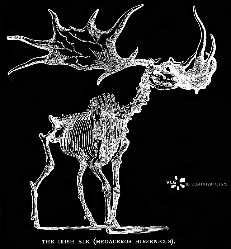 爱尔兰麋鹿（Megaceros Hibernicus）地质古董插画图片素材