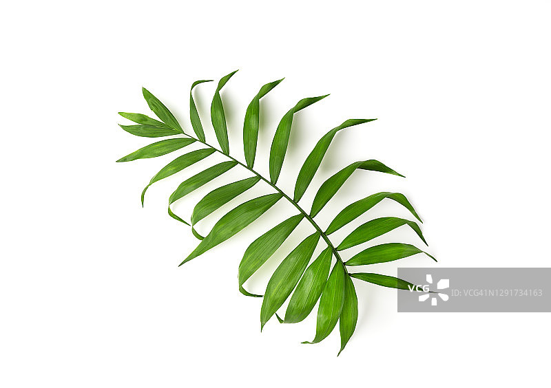 孤立的棕榈树绿叶图片素材