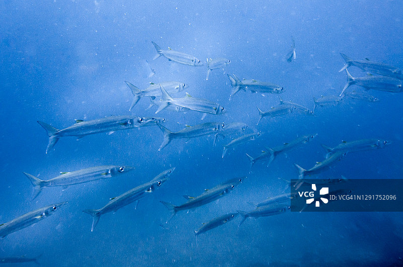 大眼梭鱼图片素材