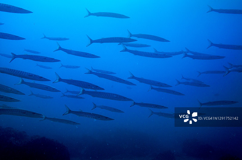 成群的梭鱼图片素材