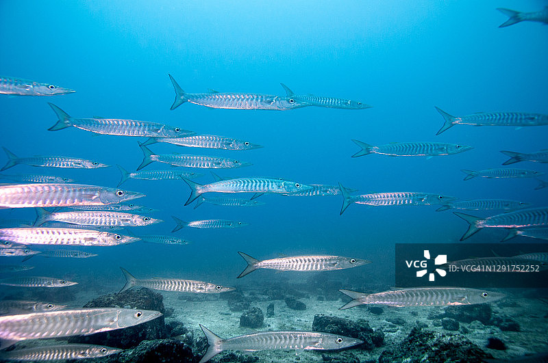 成群的梭鱼图片素材