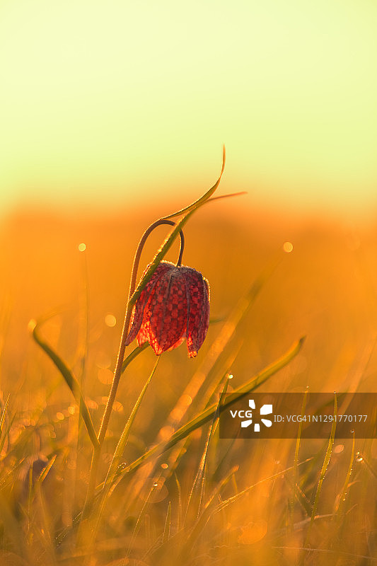 春天日出时草地上带着露珠的蛇头贝母图片素材