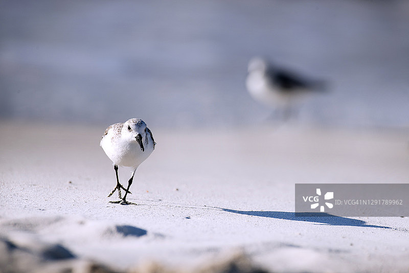 亚历山德拉公主国家公园海滩图片素材