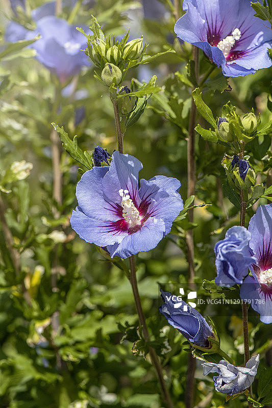 木槿‘蓝色小鸟’花，又名树锦葵图片素材