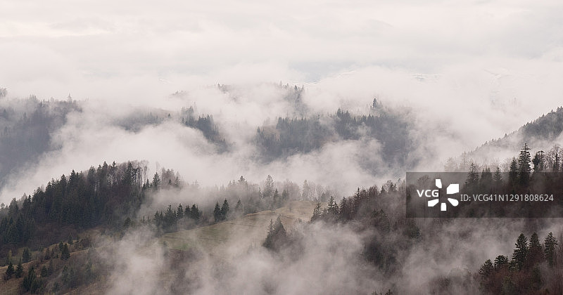 雾中的针叶林图片素材