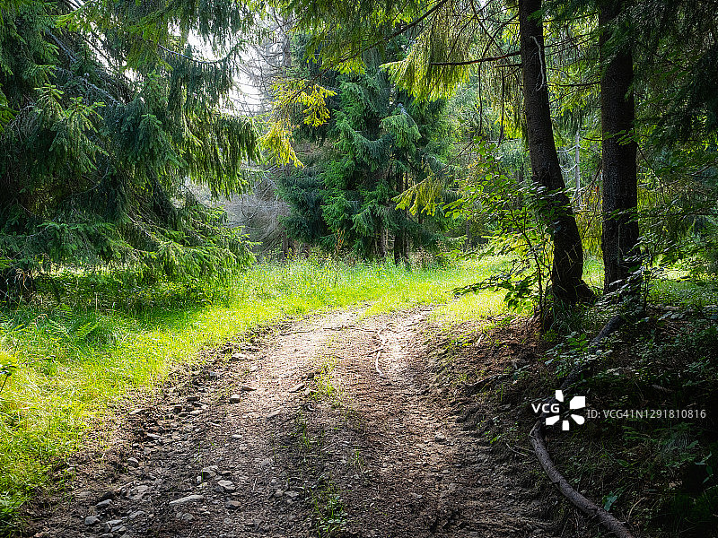 夏季冷杉林间小径图片素材