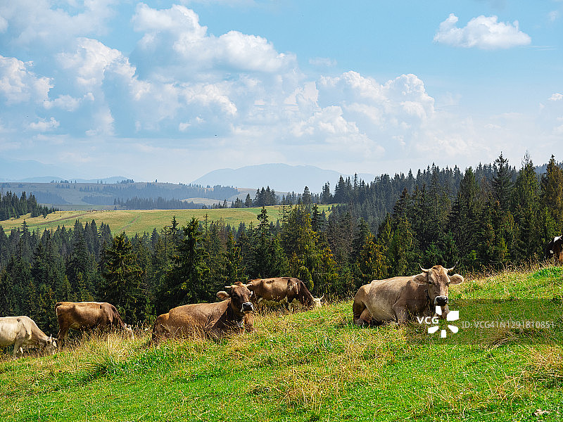 在山间草地上吃草的牛群图片素材