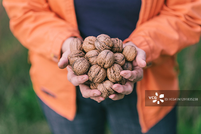 妇女在户外园艺，拿着一把核桃图片素材