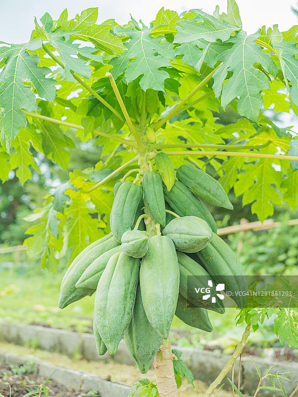 木瓜树和木瓜产品图片素材