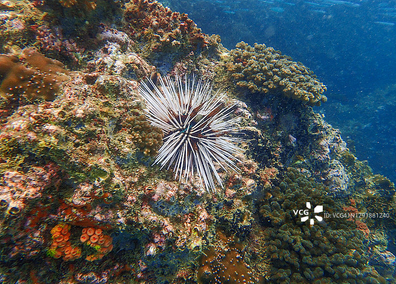 珊瑚礁中的白色海胆图片素材