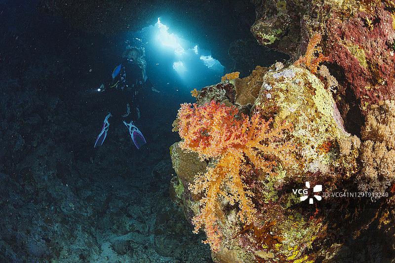 带刺的软珊瑚 - 树珊瑚属，水下海洋生物，珊瑚礁，水下照片，水肺潜水员视角，背景中的女性水肺潜水员图片素材
