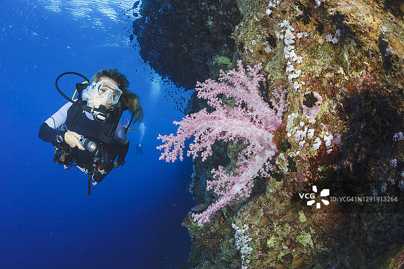 带刺的玫瑰棘穗软珊瑚 - 树珊瑚，粉色软珊瑚，海底生物，珊瑚礁，水下照片。水肺潜水员视角。背景中是女性水肺潜水员。图片素材