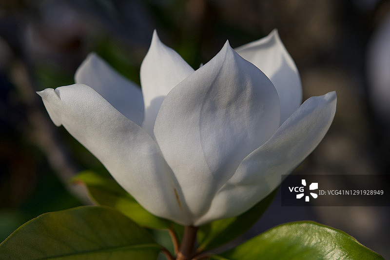 南方木兰花图片素材