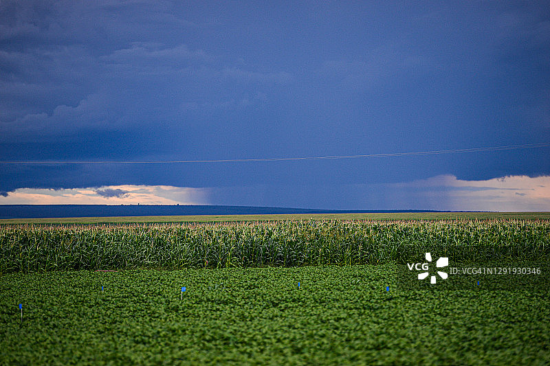 大豆和玉米种植园的降雨图片素材