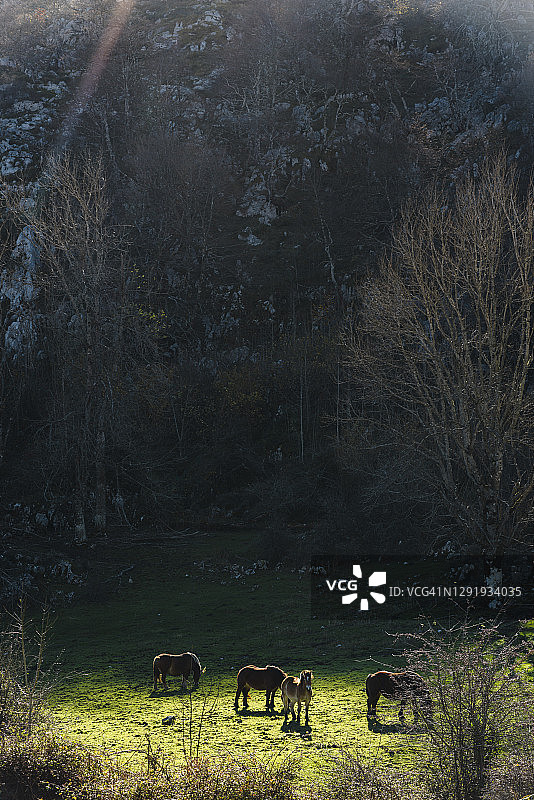 秋季欧洲之峰山脚下吃草的马图片素材