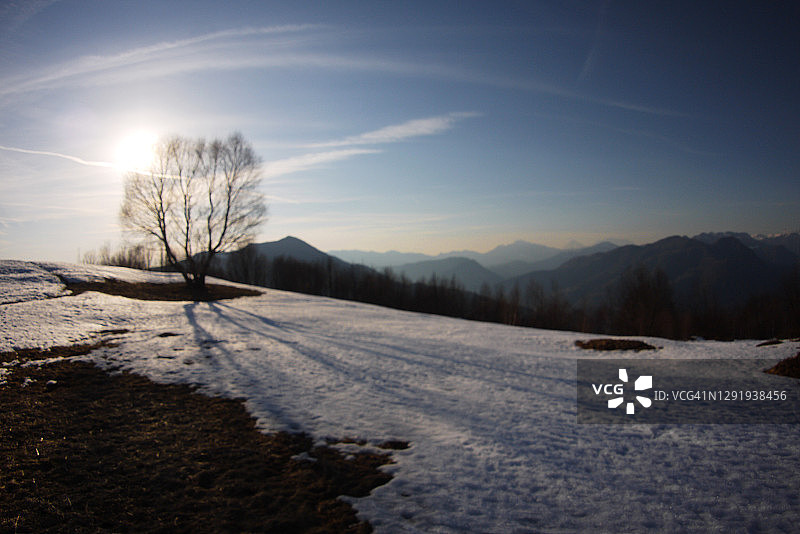 伦巴第的白桦树冬景图片素材
