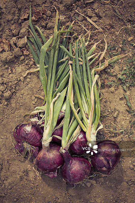 新鲜的自家种植的洋葱图片素材