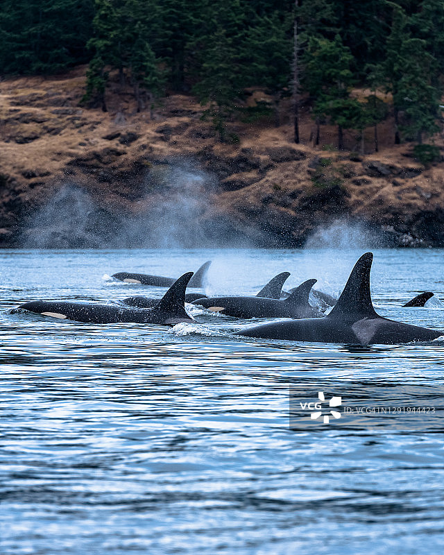 一群虎鲸（Orcinus orca）在黎明时分跃出海岸线图片素材
