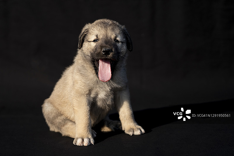 幼年坎高牧羊犬特写肖像图片素材