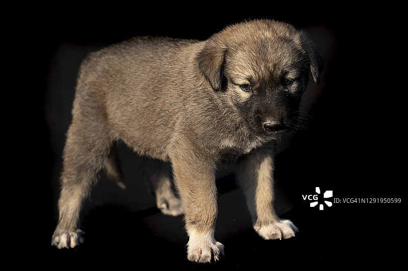 小狗Kangal牧羊犬站在黑色背景的侧视图图片素材