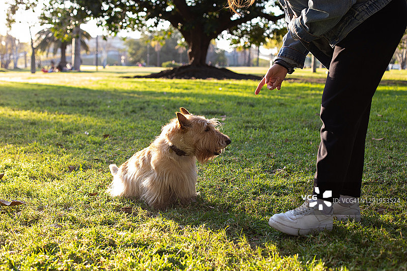 女孩训练苏格兰梗犬图片素材
