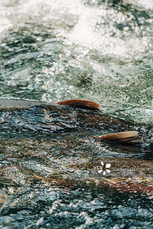 科霍鲑鱼鳍露出水面鸟瞰图图片素材