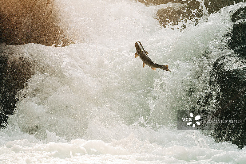 鲑鱼跃瀑布特写图片素材