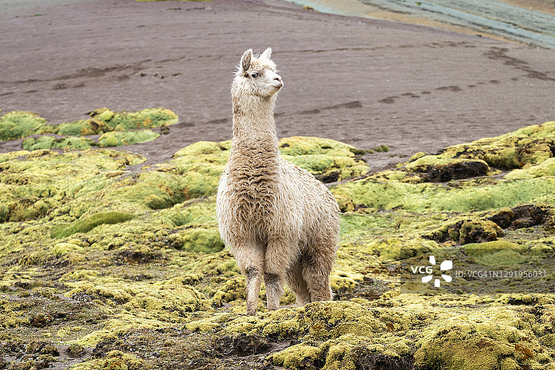 秘鲁皮图马卡彩虹山小道上的羊驼图片素材
