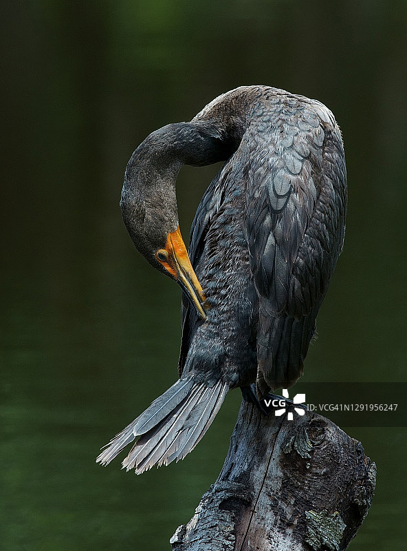 游泳后晾干羽毛的双冠鸬鹚图片素材