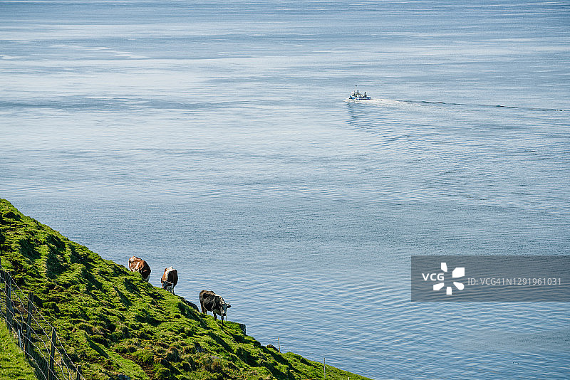 海边绿山上的奶牛图片素材