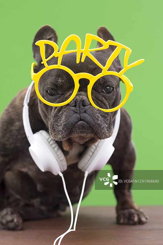 戴耳机和派对眼镜的狗图片素材