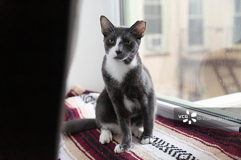 可爱的猫图片素材