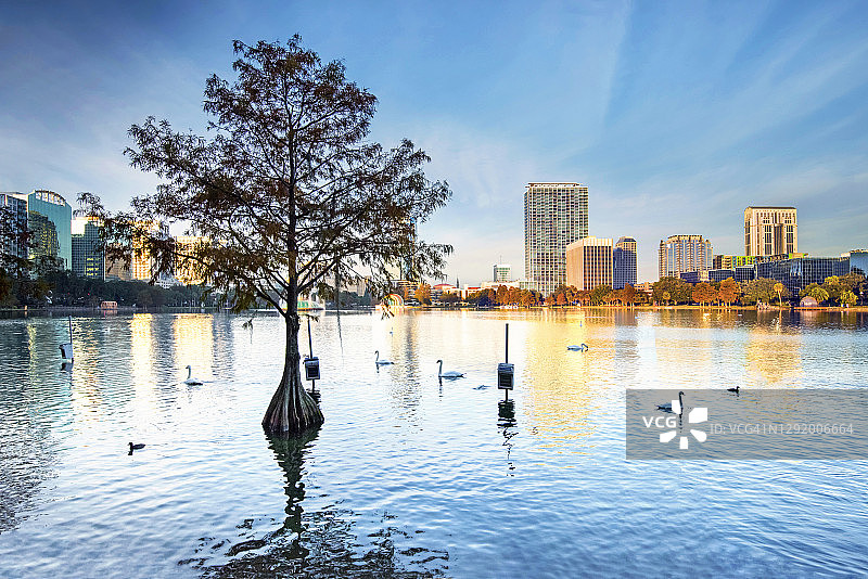 佛罗里达州奥兰多伊ola湖及皇家天鹅图片素材
