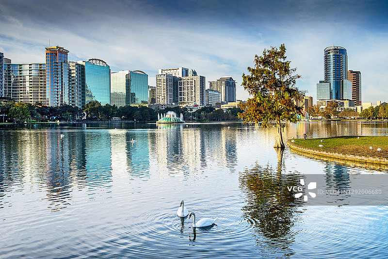 佛罗里达州奥兰多伊ola湖及皇家天鹅图片素材