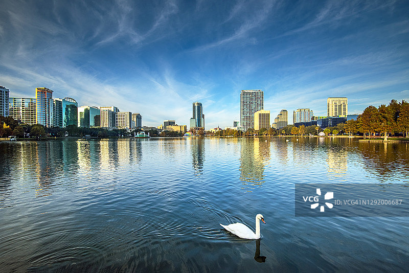 佛罗里达州奥兰多伊奥拉湖公园皇家 mute 天鹅图片素材