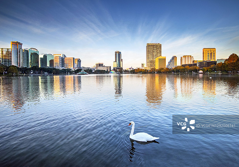 佛罗里达州奥兰多伊奥拉湖公园皇家 mute 天鹅图片素材