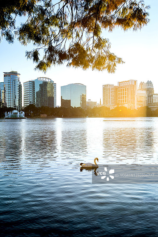 佛罗里达州奥兰多伊奥拉湖公园皇家 mute 天鹅图片素材