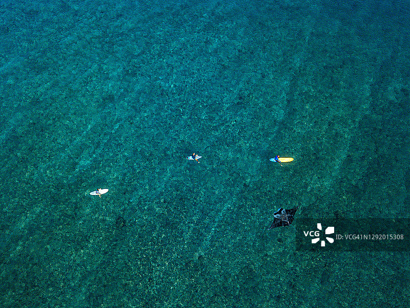 蝠鲼与冲浪者群体的航拍视角图片素材