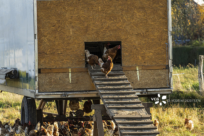 鸡舍周围的鸡图片素材