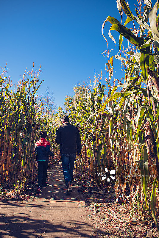 父子在阳光明媚的日子里一起穿过玉米迷宫图片素材