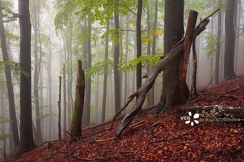 雨天斯洛伐克马拉法特拉国家公园山毛榉林图片素材
