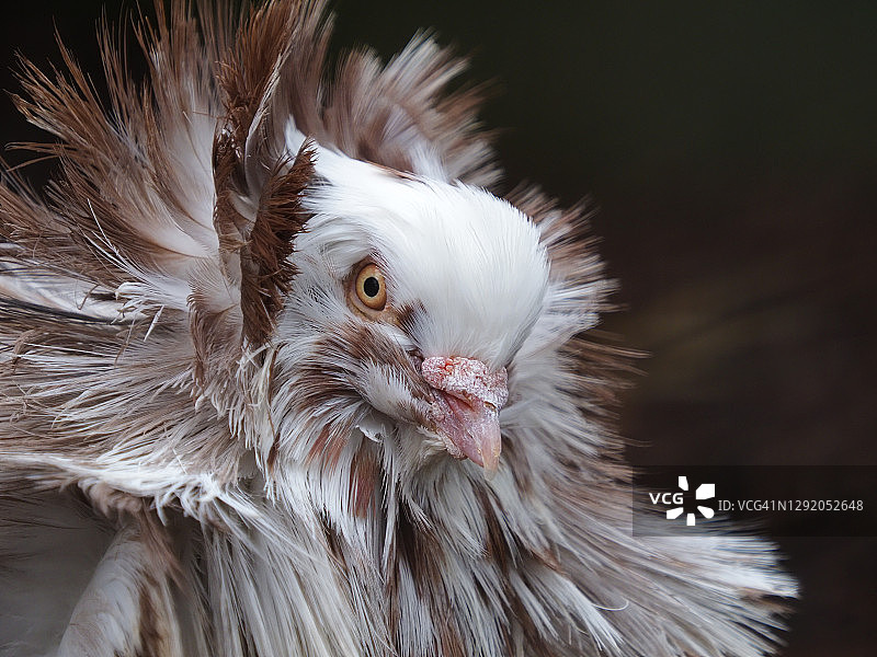 雅各宾鸽子的外观图片素材