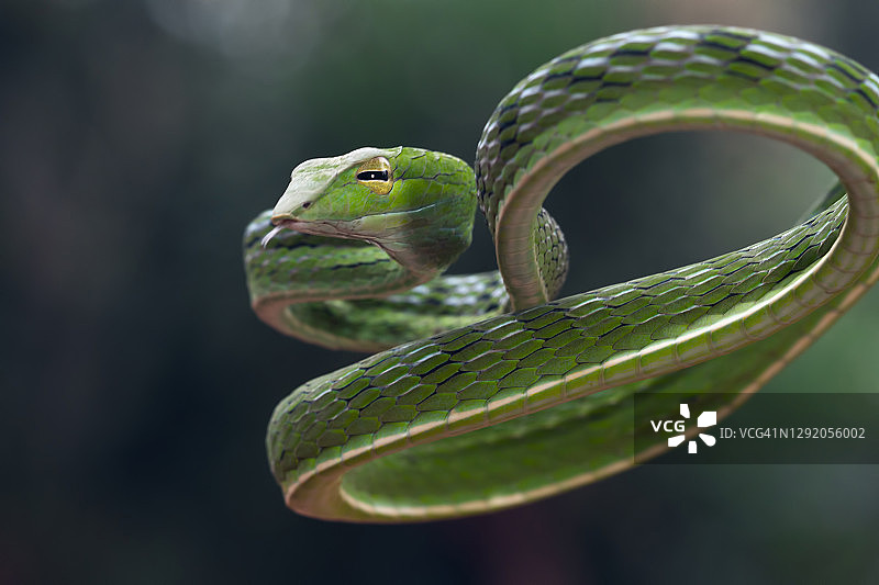 印尼树枝上的亚洲藤蛇特写图片素材