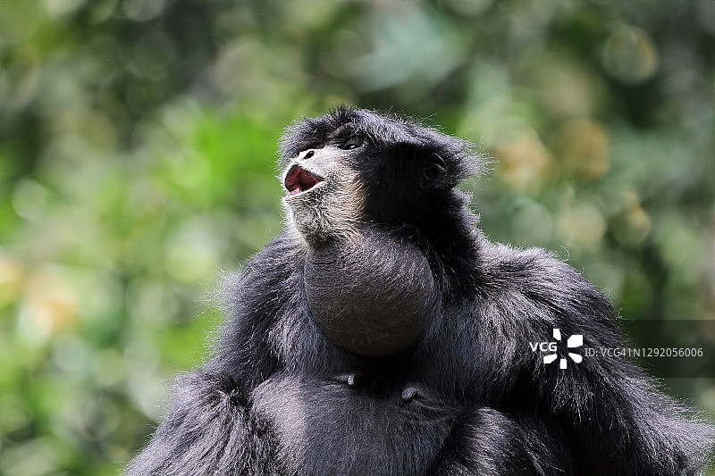 在印度尼西亚吼叫的长臂猿肖像图片素材