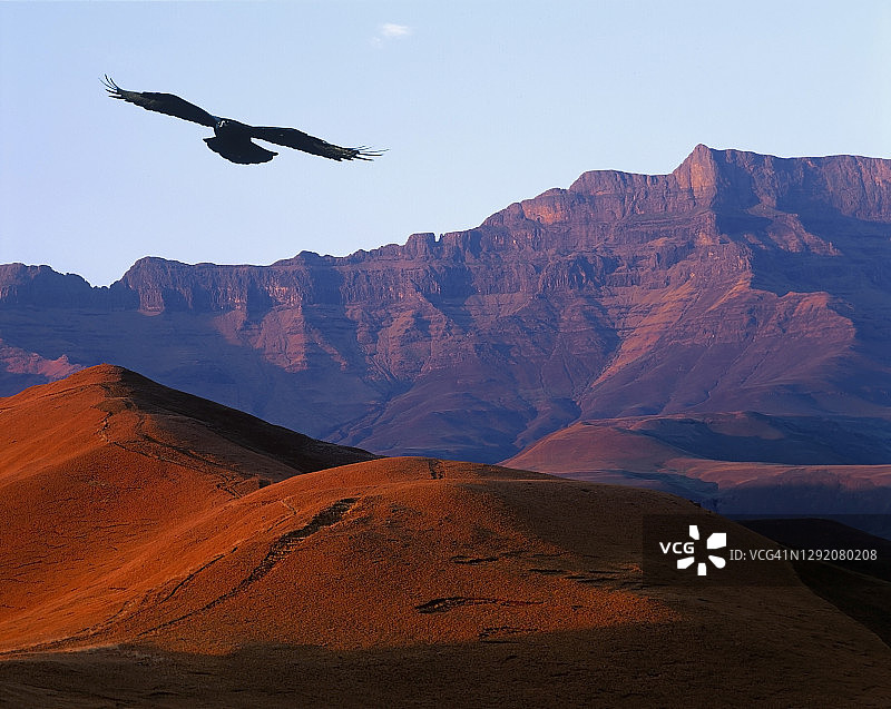 南非德拉肯斯堡的黑雕图片素材