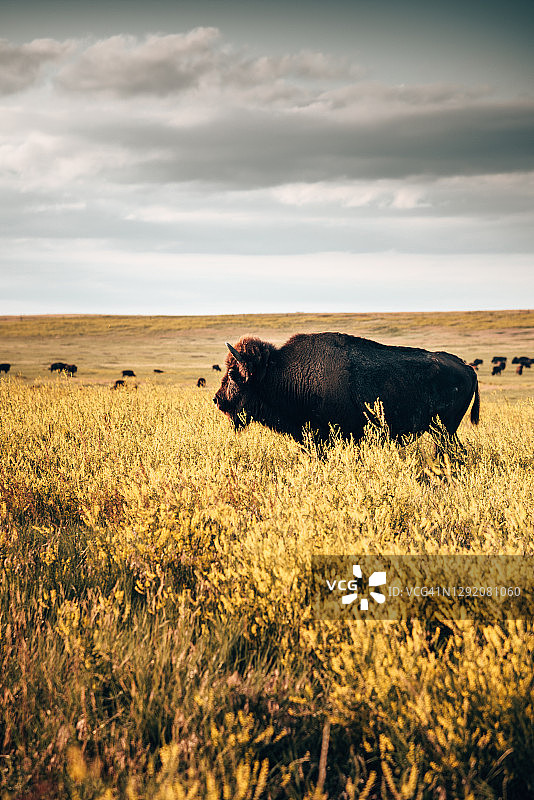 恶地国家公园的水牛群图片素材
