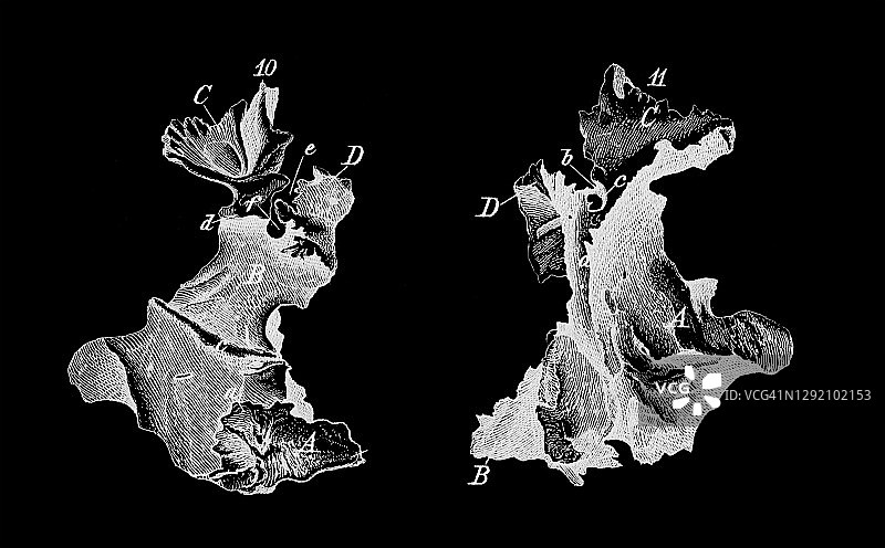人头骨腭骨老式雕刻插画图片素材
