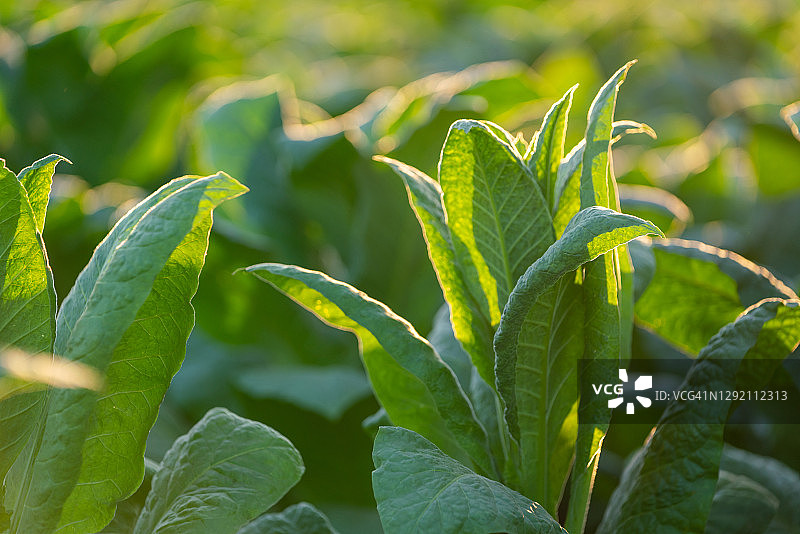 烟草地里的烟草树顶特写，烟草种植园里生长的大烟叶图片素材