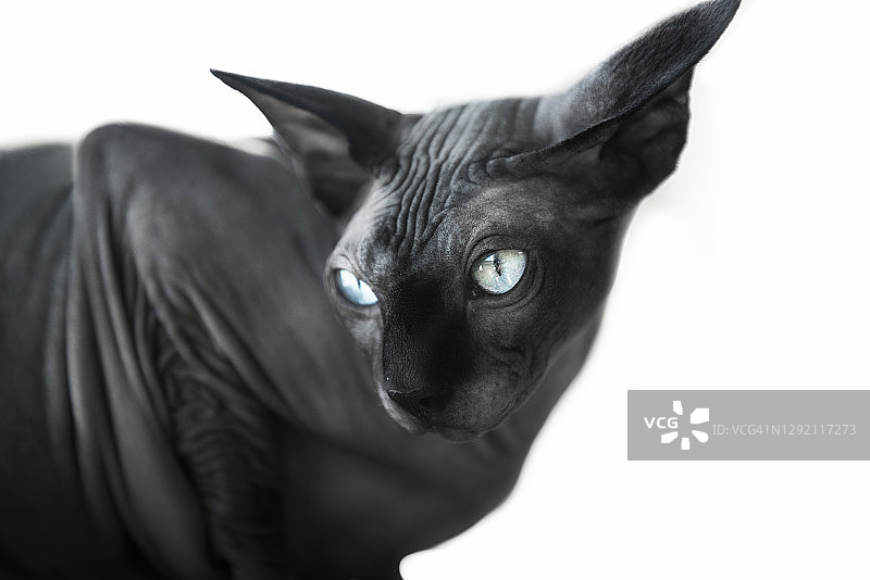 斯芬克斯无毛猫特写，白色背景图片素材