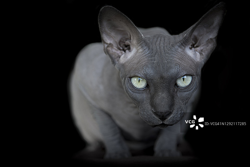 黑色背景下的斯芬克斯无毛猫的特写图片素材